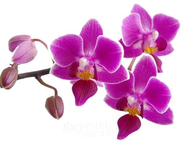 Фото ароматизатор натуральный жидкий орхидея baker flavors, 10 мл.