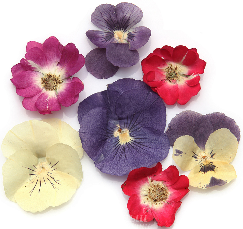 Фото цветы сушеные микс №1 виола с розой, 20 шт.